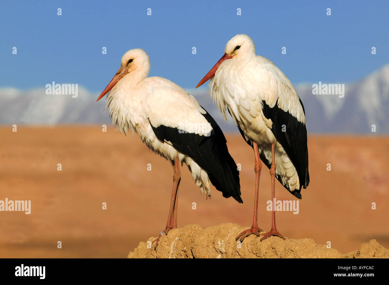 Weißstorch-Ciconia Ciconia Atlas-Gebirge im Hintergrund wandernden Marokko durch Europa, Asien und Afrika Stockfoto