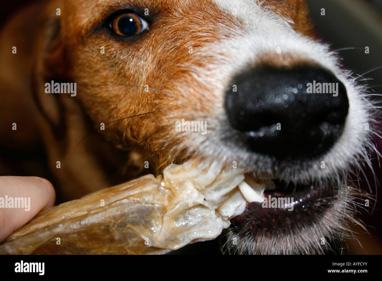 Niedlichen Hund einen Knochen zu kauen Stockfoto