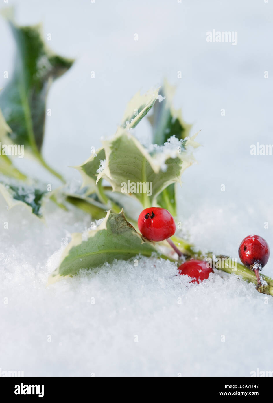 Nahaufnahme von Holly im Schnee Stockfoto