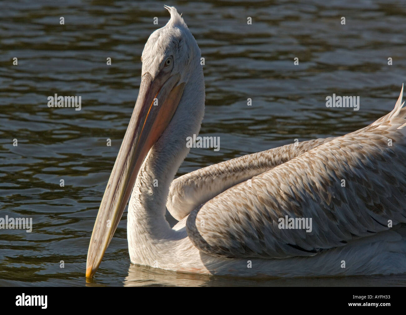 Südosteuropäische seltene Krauskopfpelikan (Pelecanus Philippensis) Stockfoto