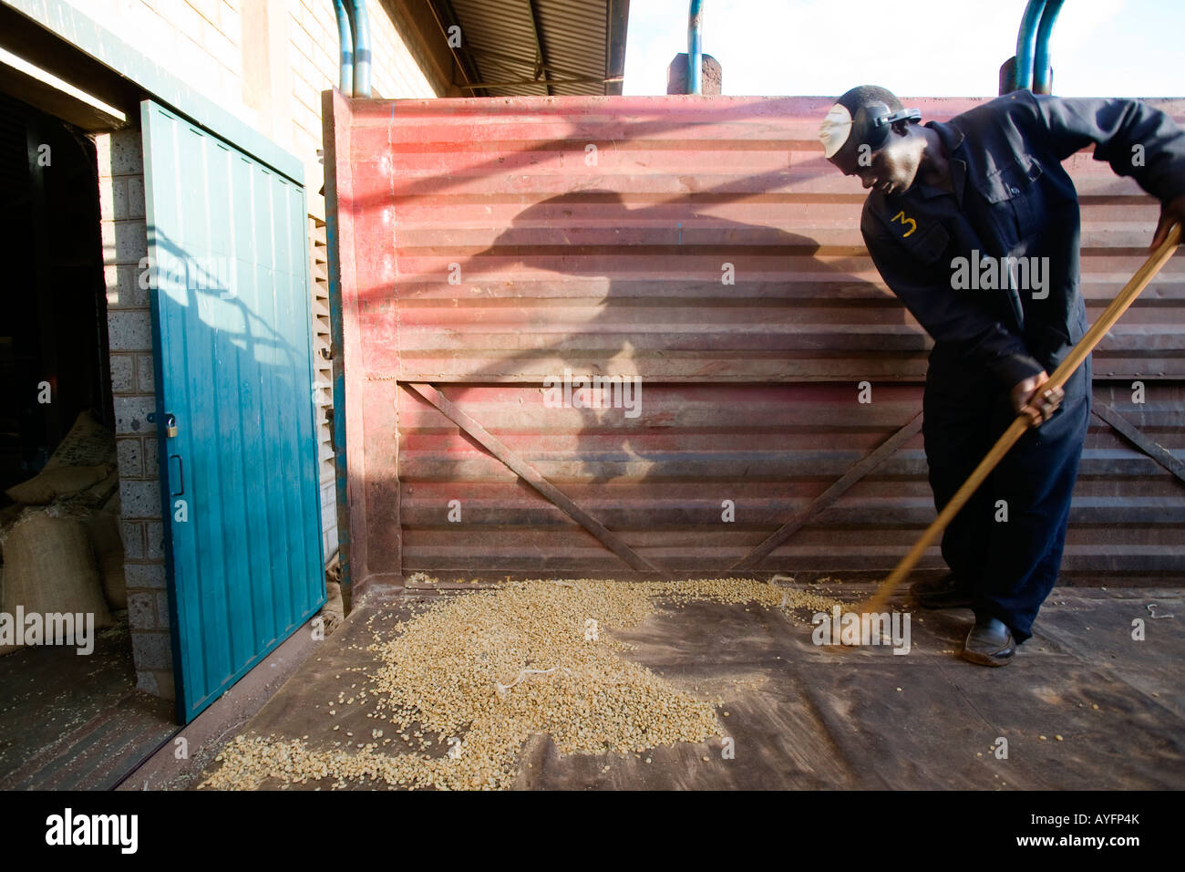 Afrika Kenia Ruira Herr Arbeiter fegt Rückseite des LKW verwendet, um die Taschen von Arabica Kaffeebohnen während der Ernte zu schleppen Stockfoto