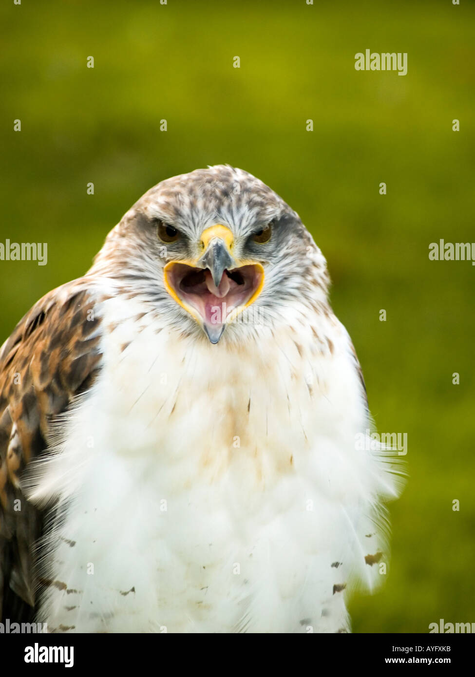 Porträt von ein eisenhaltiger Falke (Buteo Regalis), mit seinen Mund offen, "Thorp Perrow" Arboretum, North Yorkshire. Stockfoto