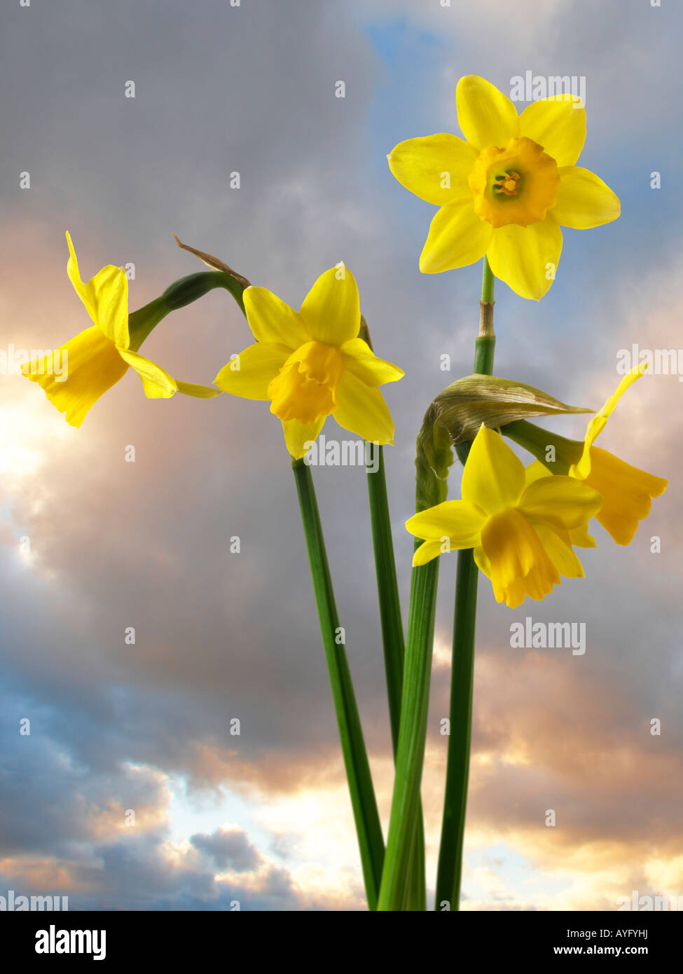 Narzissen vor einem Sonnenuntergang Himmel. Stockfoto