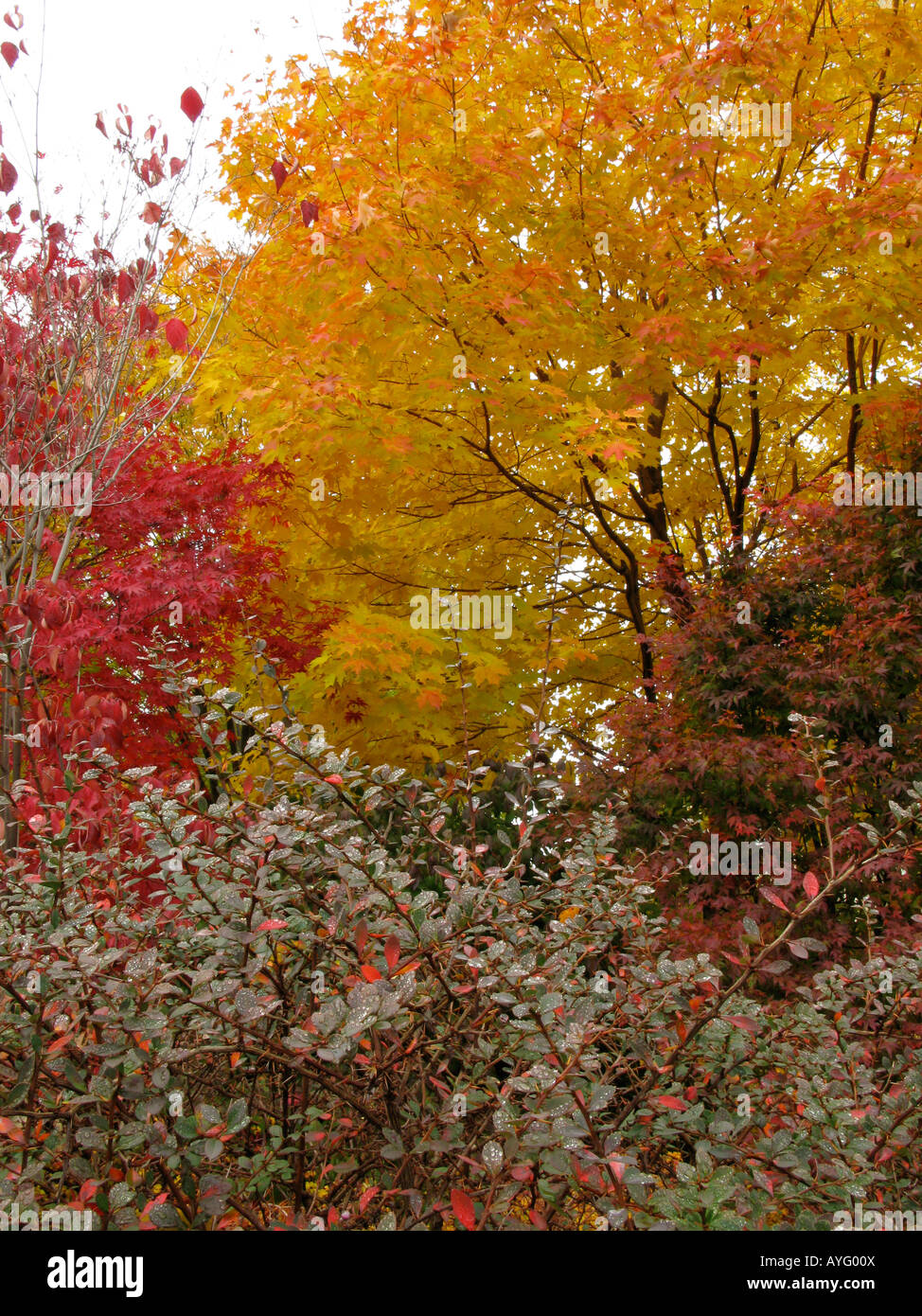 Herbst Herrlichkeit. Stockfoto