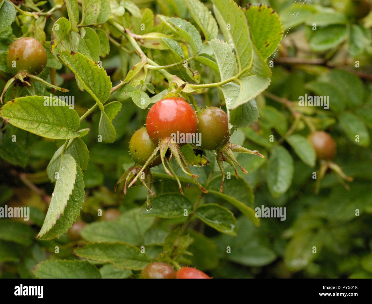 Sweet Briar, Rosa Rubiginosa Hüften Stockfoto