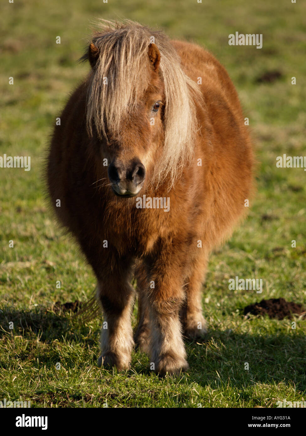 Porträt einer Shetlandpony braune Farbe mit lange Wollhaar Fell in Kamera Stockfoto