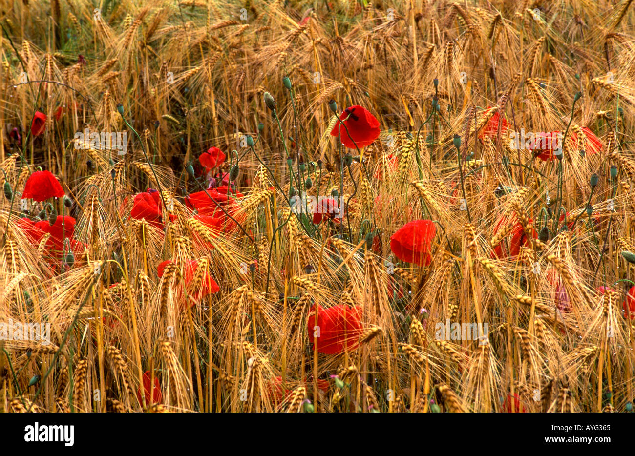 rote Mohnblumen auf Gebiet der goldene Weizen England uk Stockfoto