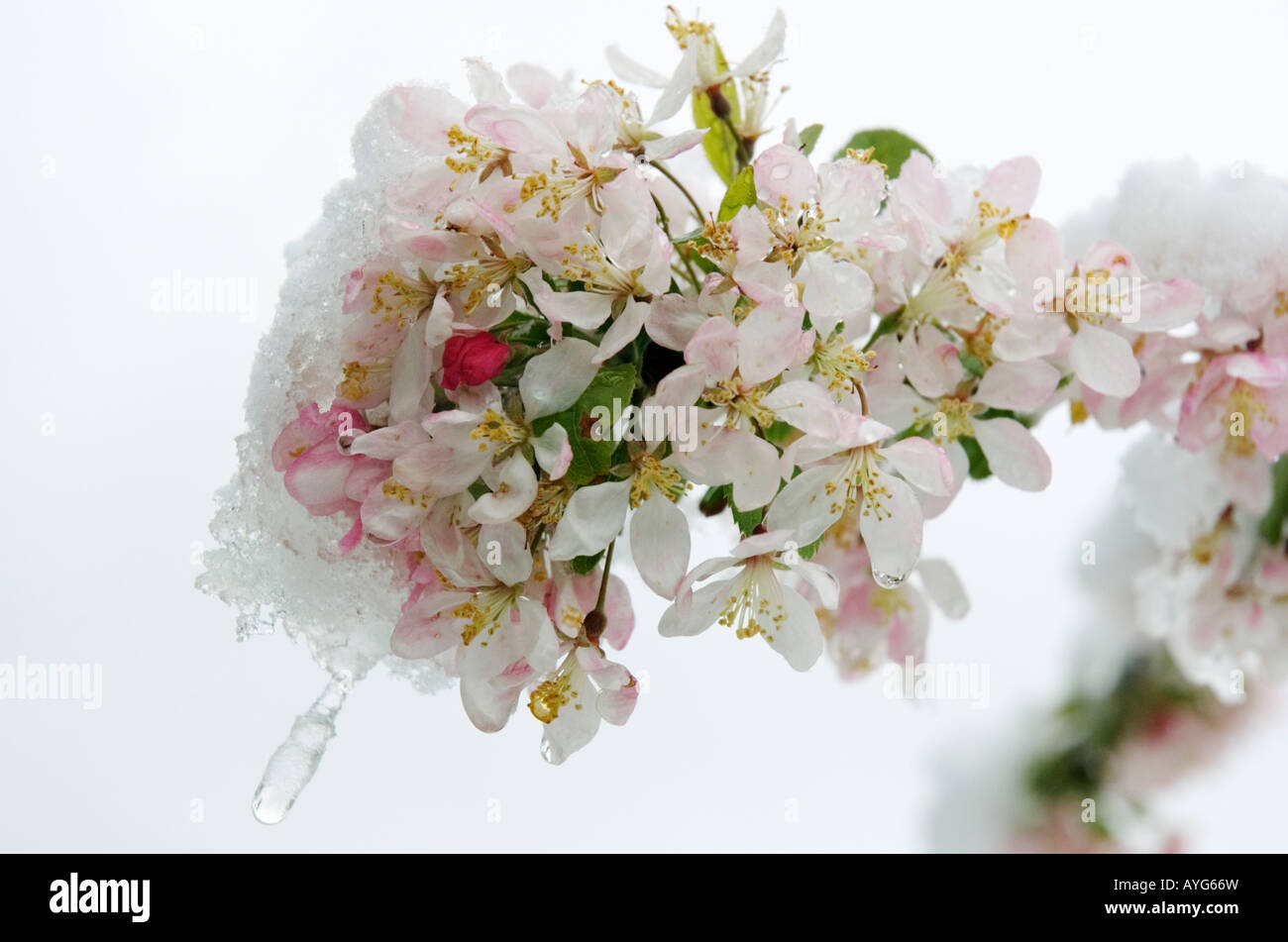 Rosa Frühlings Blüte mit Schnee und Eis, April 2008, London Hackney Stockfoto