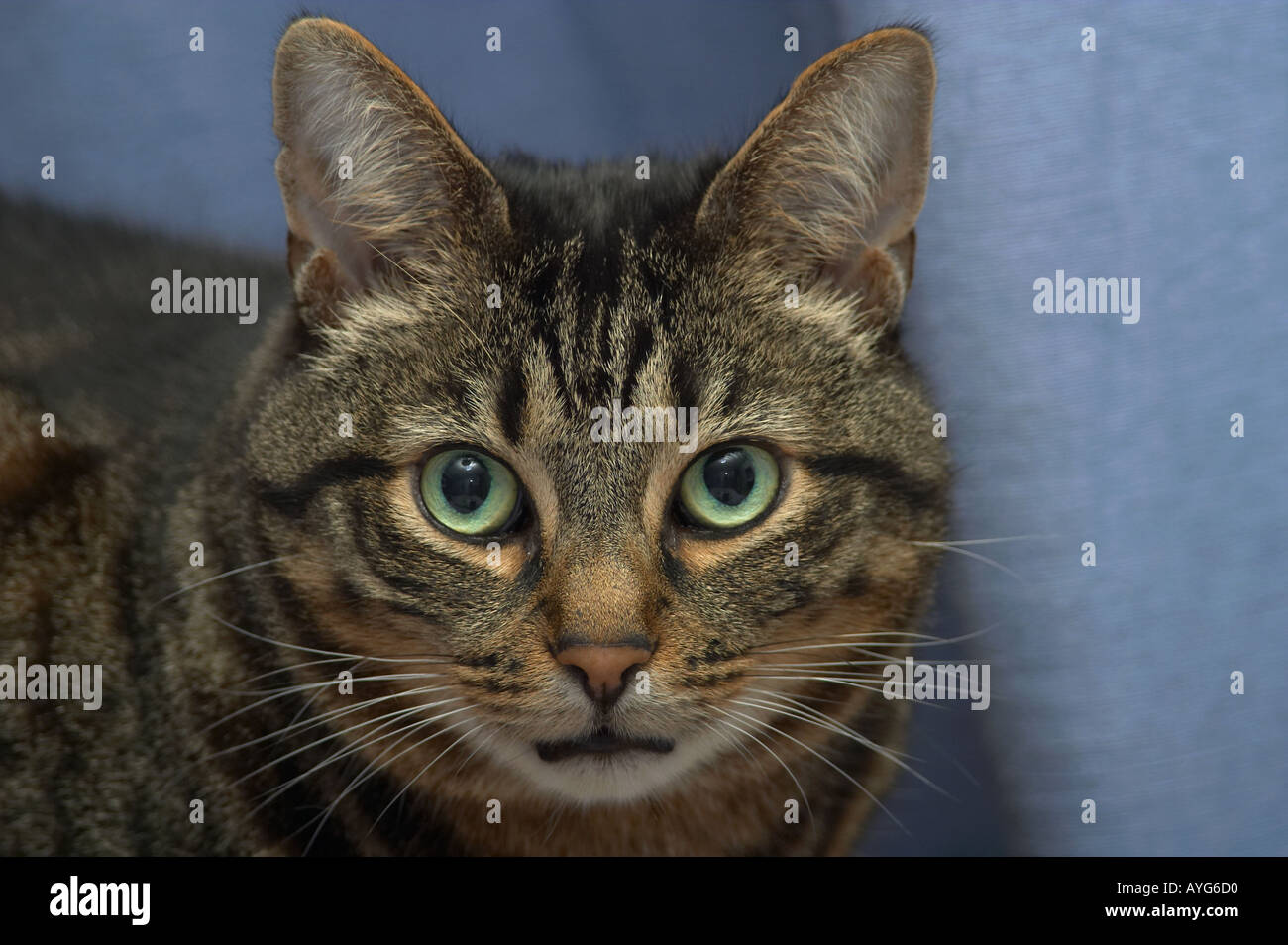 Große Mackerel Tabby Katze mit überrascht und leicht verwirrten Ausdruck auf seinem Gesicht direkt in die Kamera schaut Stockfoto