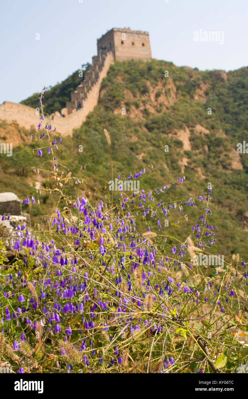 Wildblumen und die große Mauer von China Stockfoto