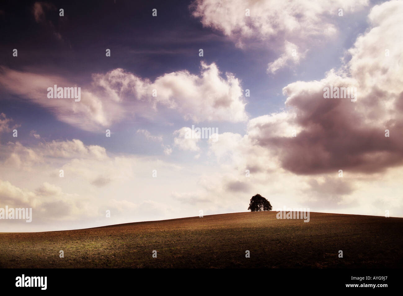 einzigen Baum am oberen Rand einen Acker Stockfoto