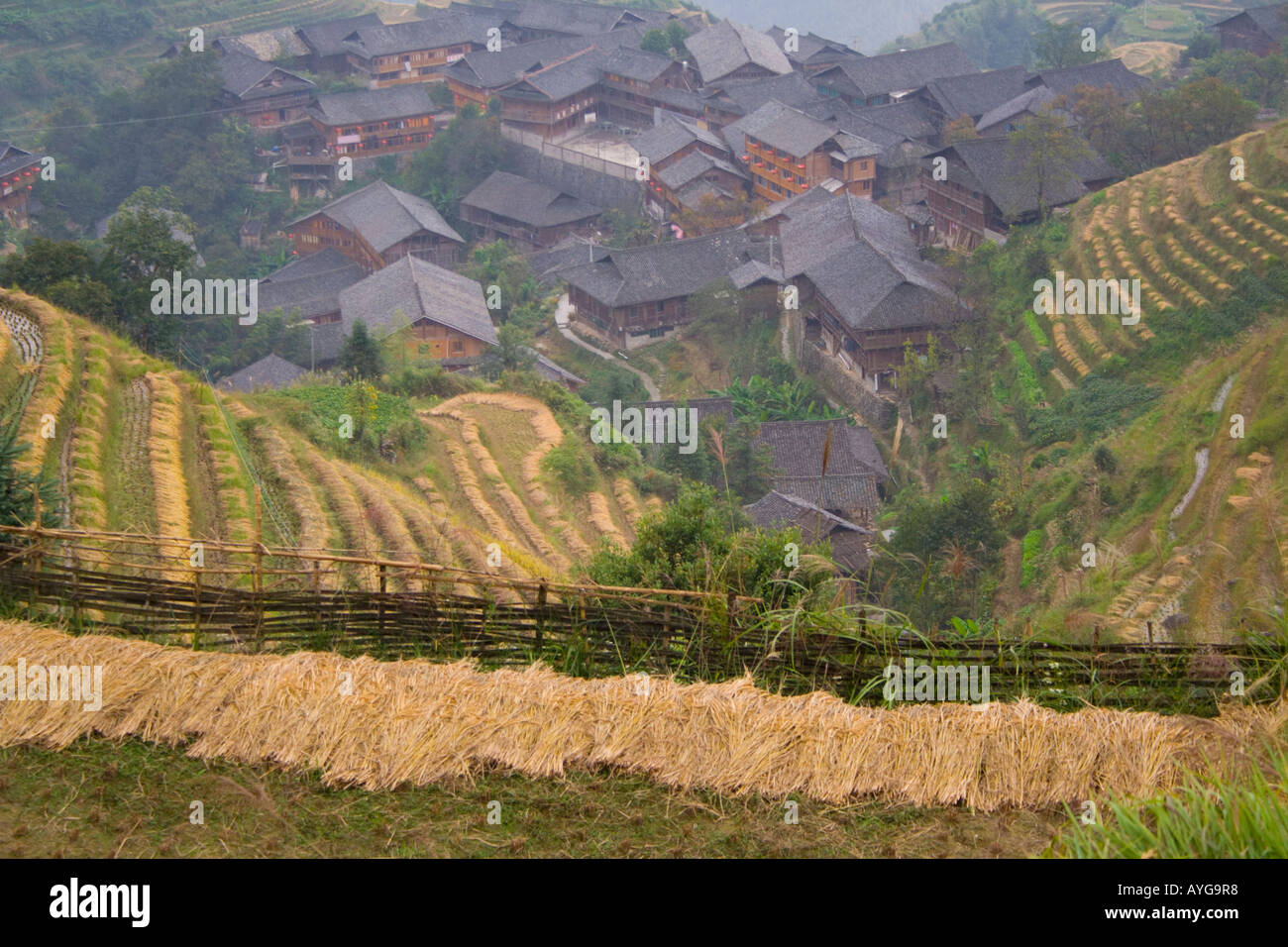 Terrasse Reisfelder der Minderheit Yao Dorf von Ping eine während der Ernte-Saison-Longsheng-China Stockfoto