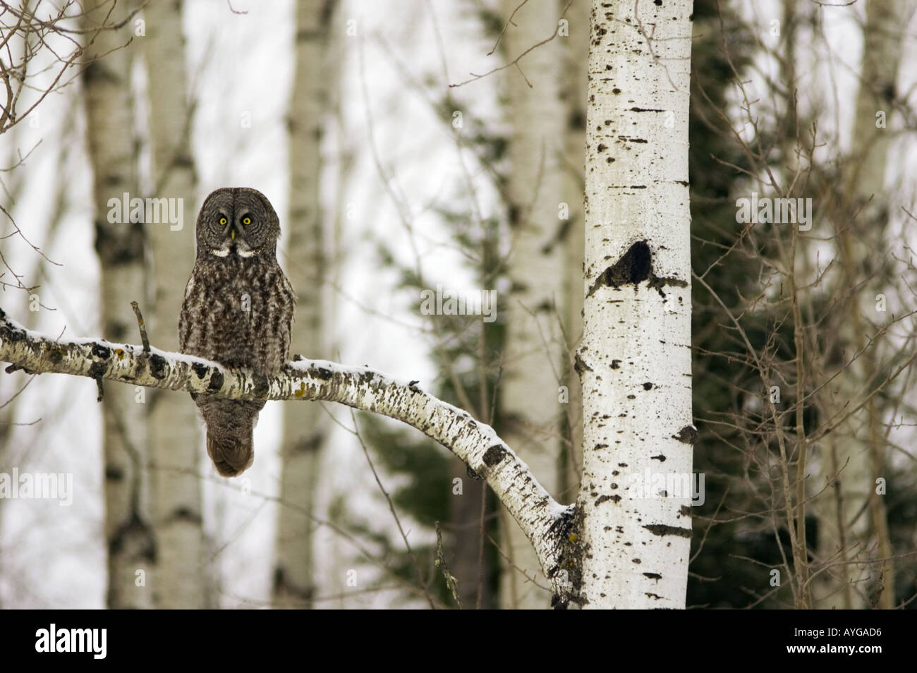 Große graue Eule sitzt in Birke Nordminnesota Jagd Stockfoto