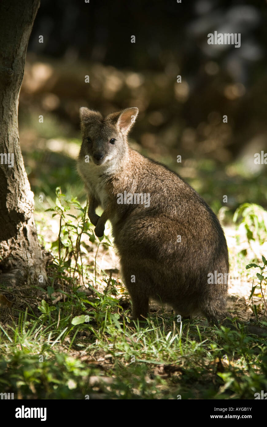 Wenig Parma Wallaby Stockfoto