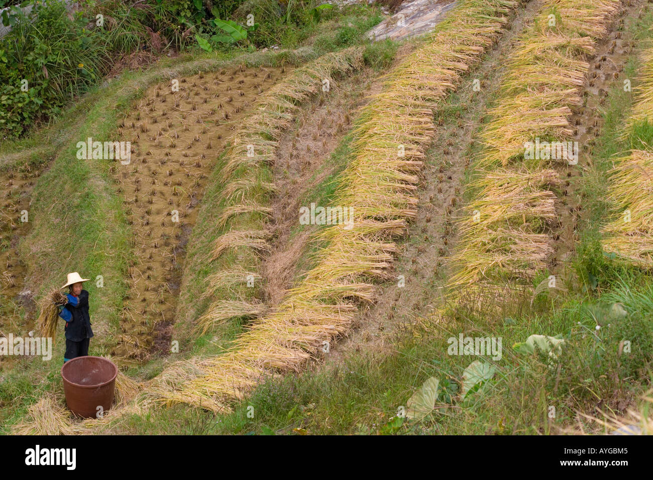 Landwirt Frau Dreschen Reis während der Ernte-Saison-Ping eine Longsheng-China Stockfoto