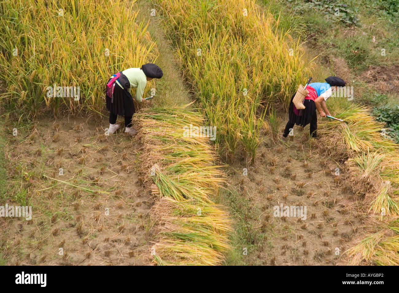 Frauen schneiden Reis in Terrasse Felder Minderheit Yao Dorf von Ping eine während der Ernte-Saison-Longsheng-China Stockfoto