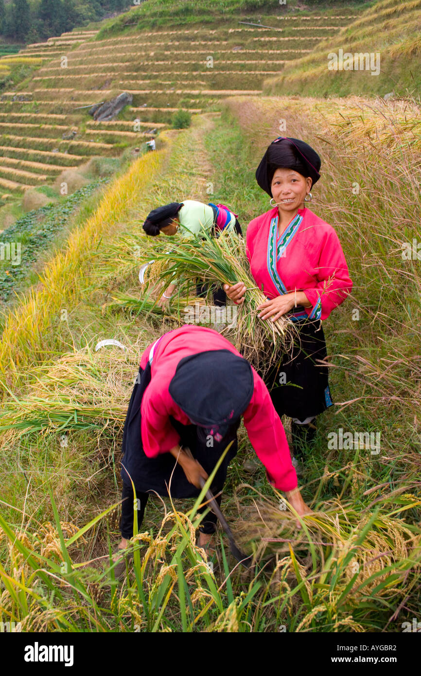 Yao-Frauen schneiden Reis in Terrasse Felder Minderheit Zhuang Dorf von Ping eine während der Ernte-Saison-Longsheng-China Stockfoto