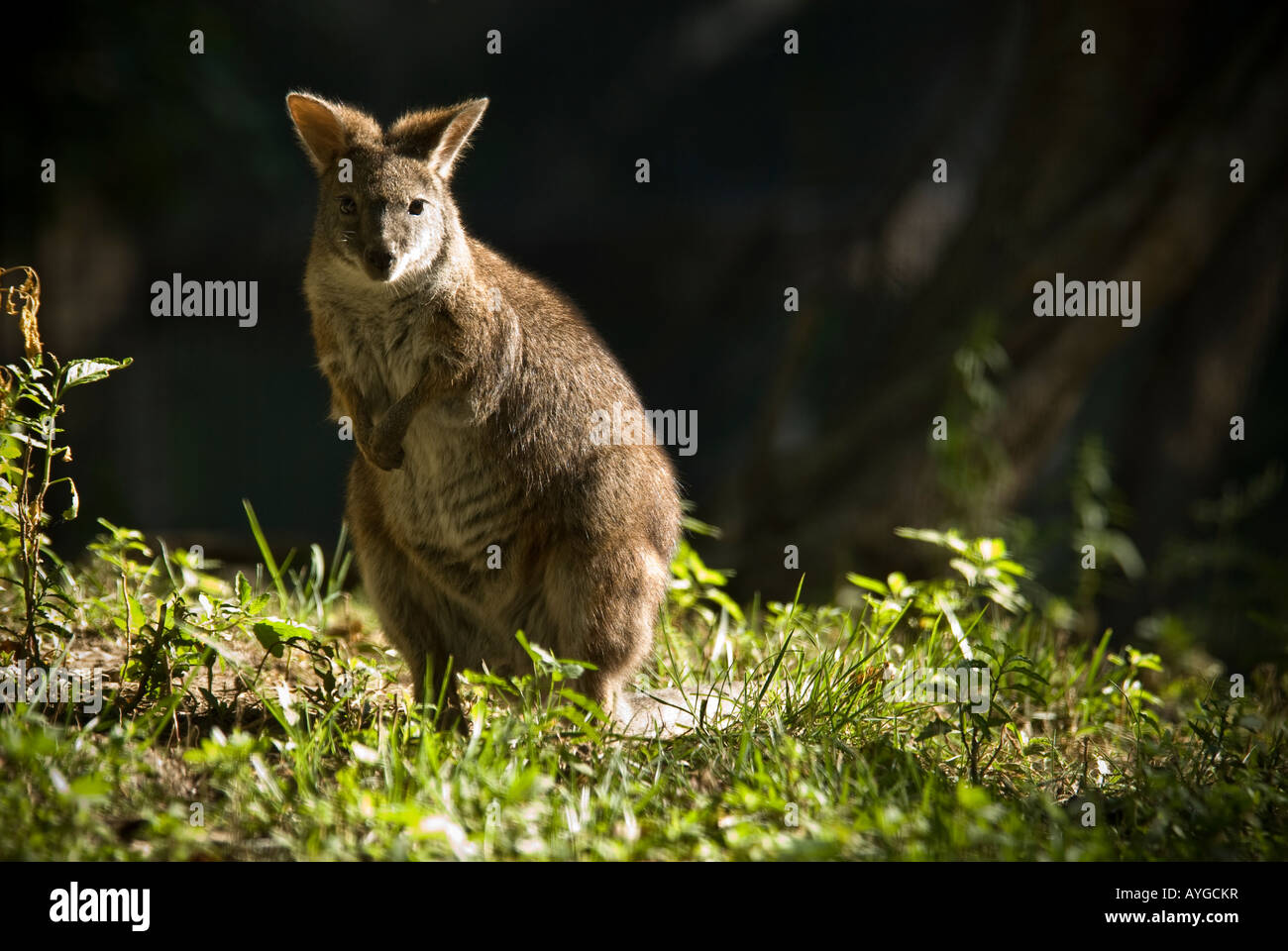 Parma Wallaby von Australien Stockfoto