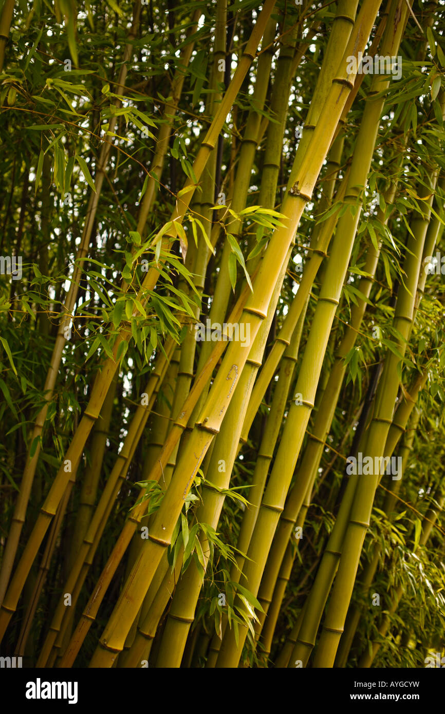 Bambusstämme Stockfoto