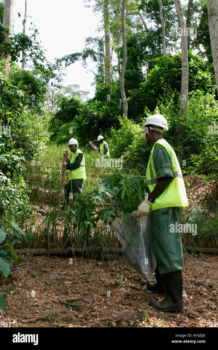 Neubepflanzung Trackway im Wald zu stoppen Erosion nach Kernbohrung während der Exploration nach Gold auf Oberfläche Gold Mine, Ghana Stockfoto