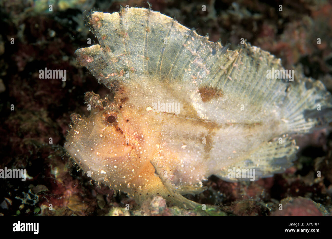 Leaf Drachenköpfe Taenianotus Triacanthus Sulawesi Indonesien Stockfoto