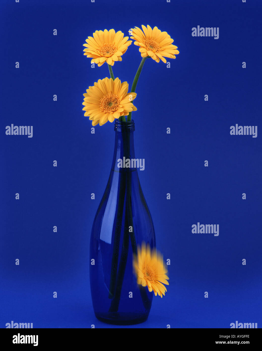 FLORA: Gerbera oder Barbeton Daisy Lat Gerbera jamesonii Stockfoto