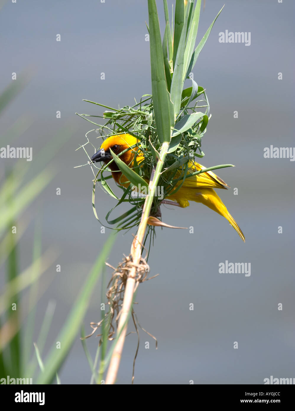 Maskierte Weaver Bau Vogelnest (Ploceus Velatus) Stockfoto