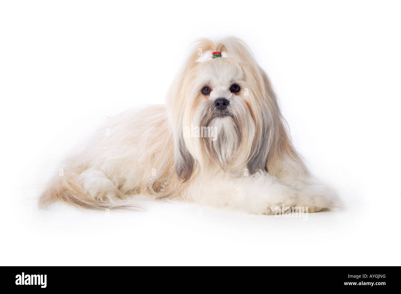 Lhasa Apso Stockfoto