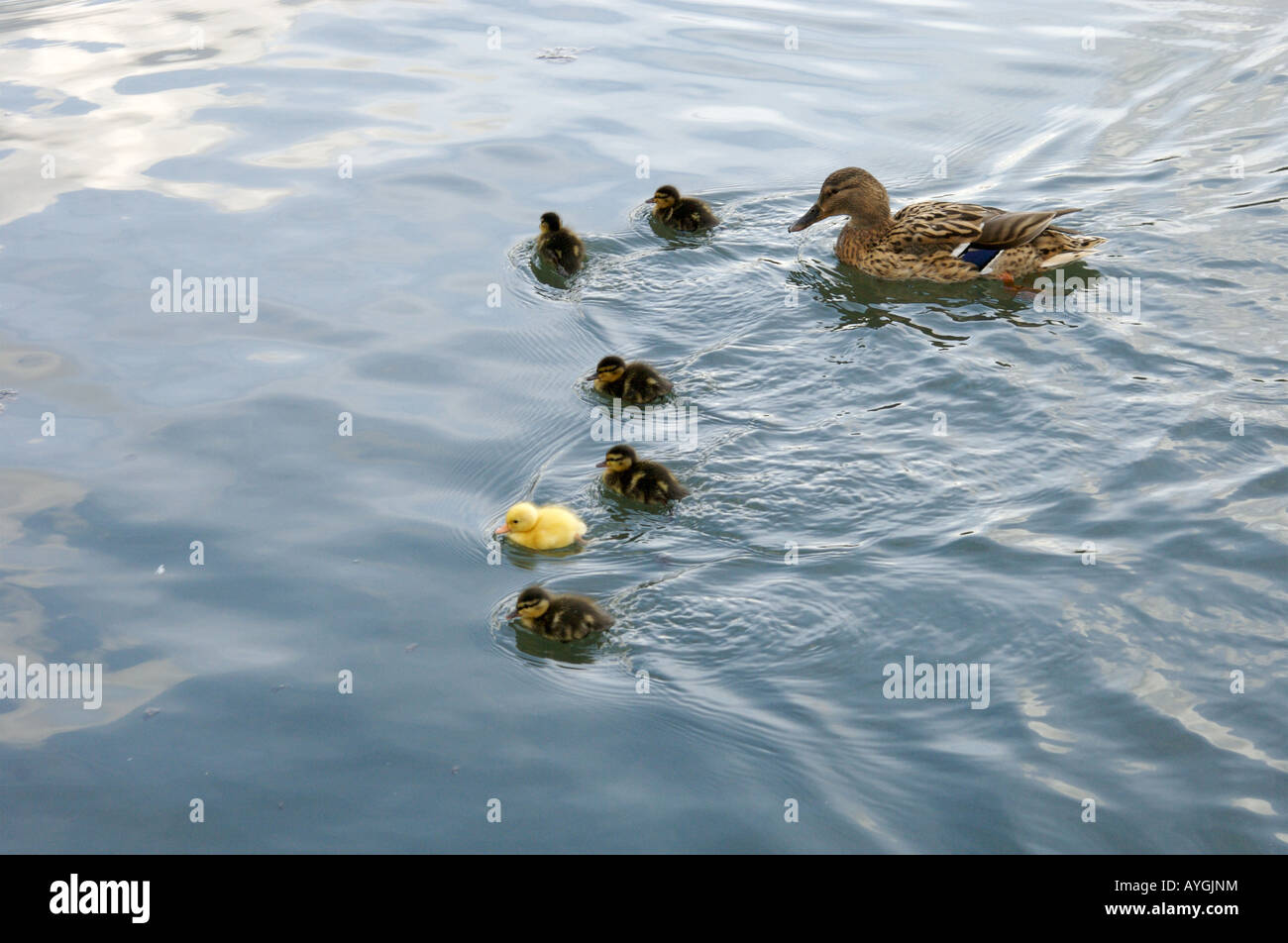 Eine Gruppe von Baby-Enten und ihre Mutter Stockfoto