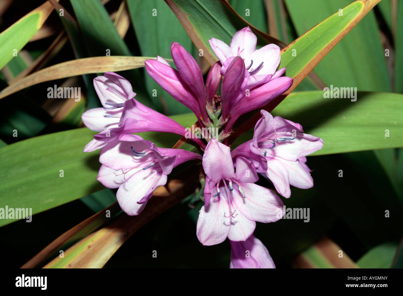 Drakensberg Melbourne-Melbourne Lepida - Familie Iridaceae Stockfoto