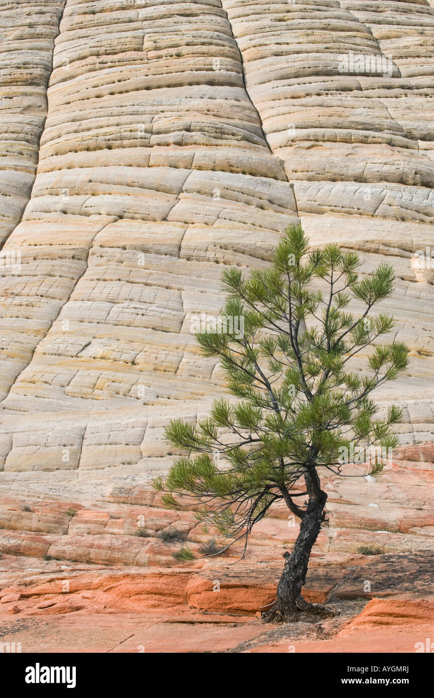 USA, Utah, Zion National Park, Checkerboard Mesa und Kiefer Baum Stockfoto