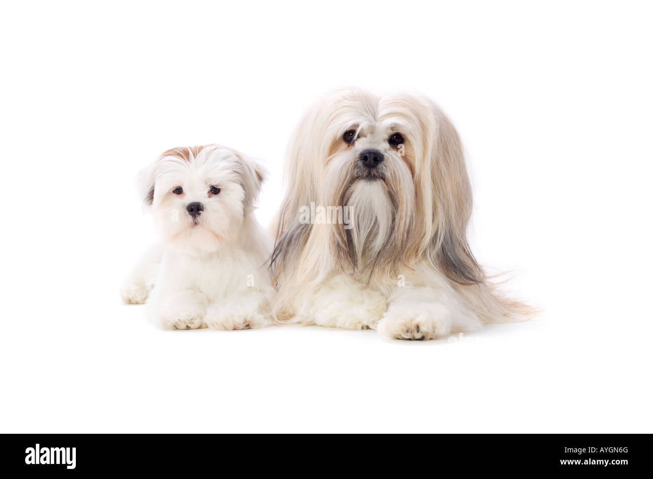 Erwachsene und Welpen Lhasa Apso Hunde Stockfoto
