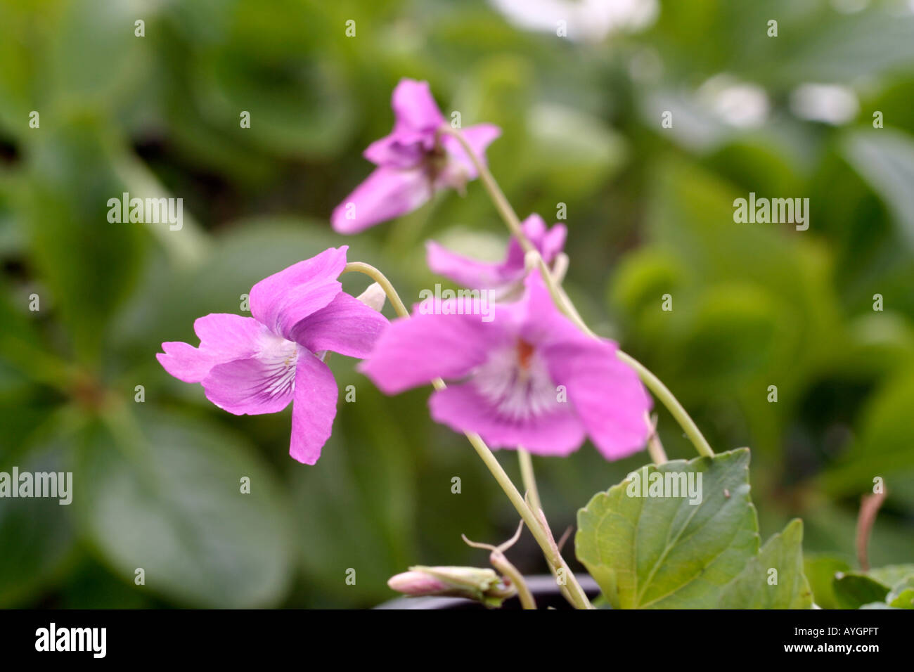 VIOLA RUPESTRIS ROSEA TEESDALE VIOLETT Stockfoto