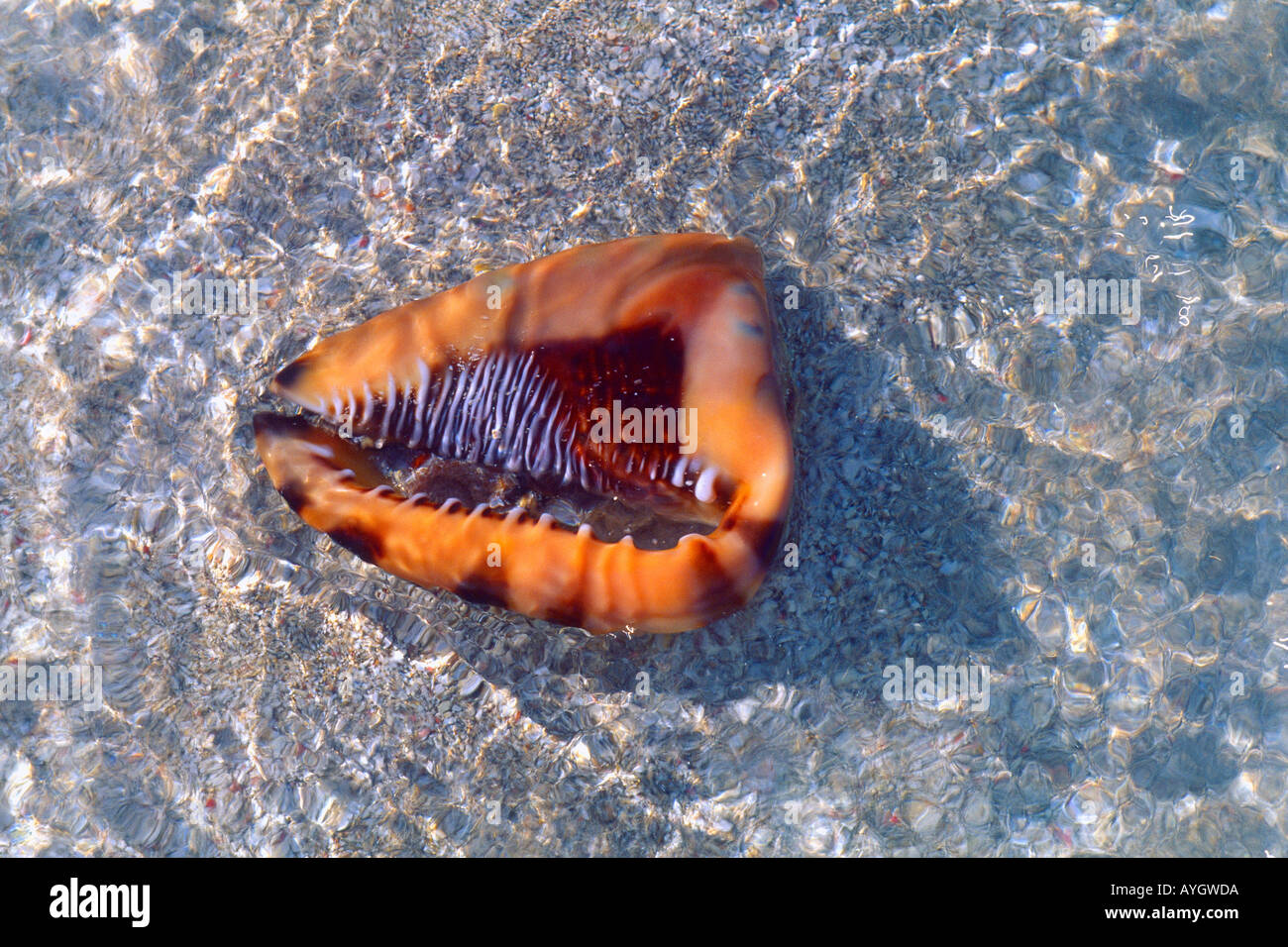 Nevis St. Kitts Nisbet Strand Muschel im Meer Stockfoto