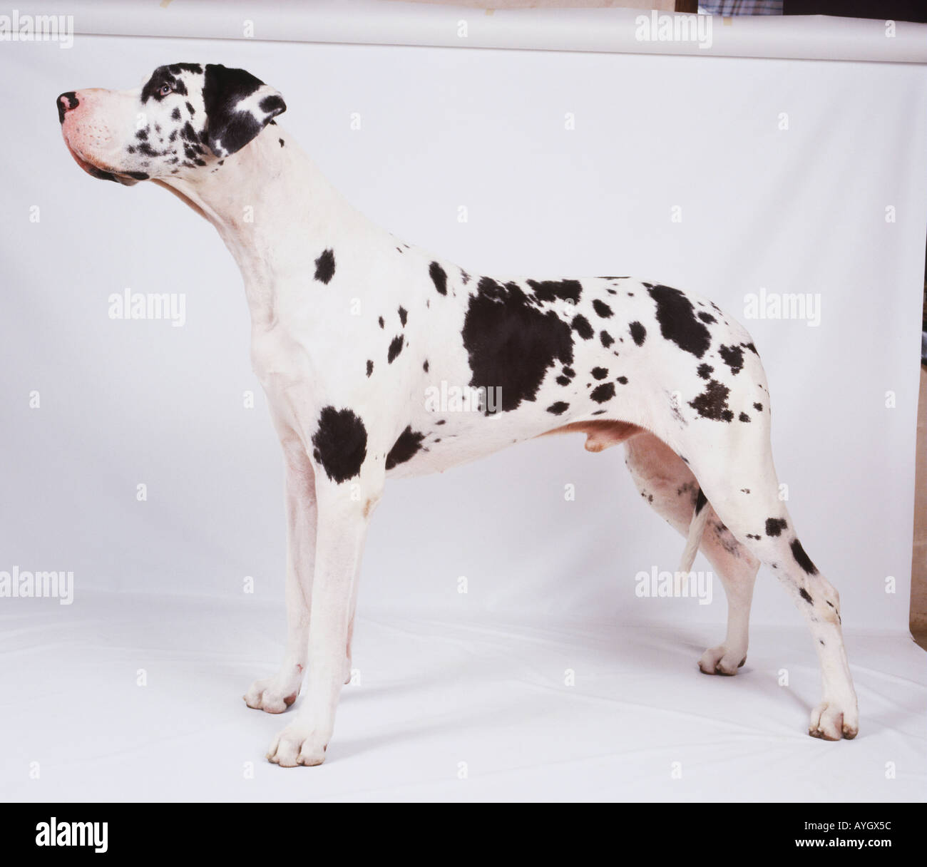 Deutsche Dogge auf allen Vieren, Seite auf. Stockfoto