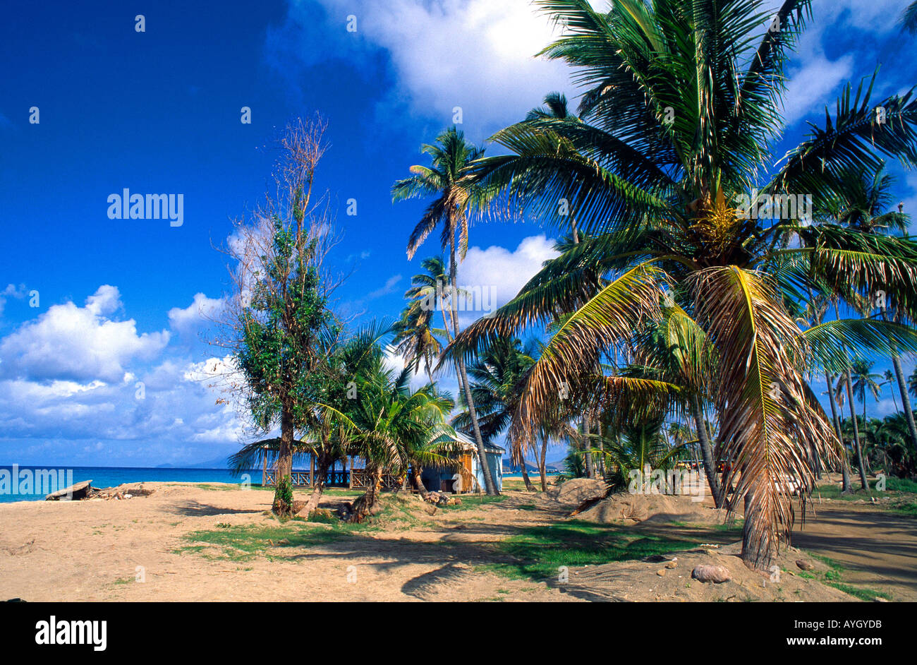 Nevis Pinney Strand Palmen Stockfoto
