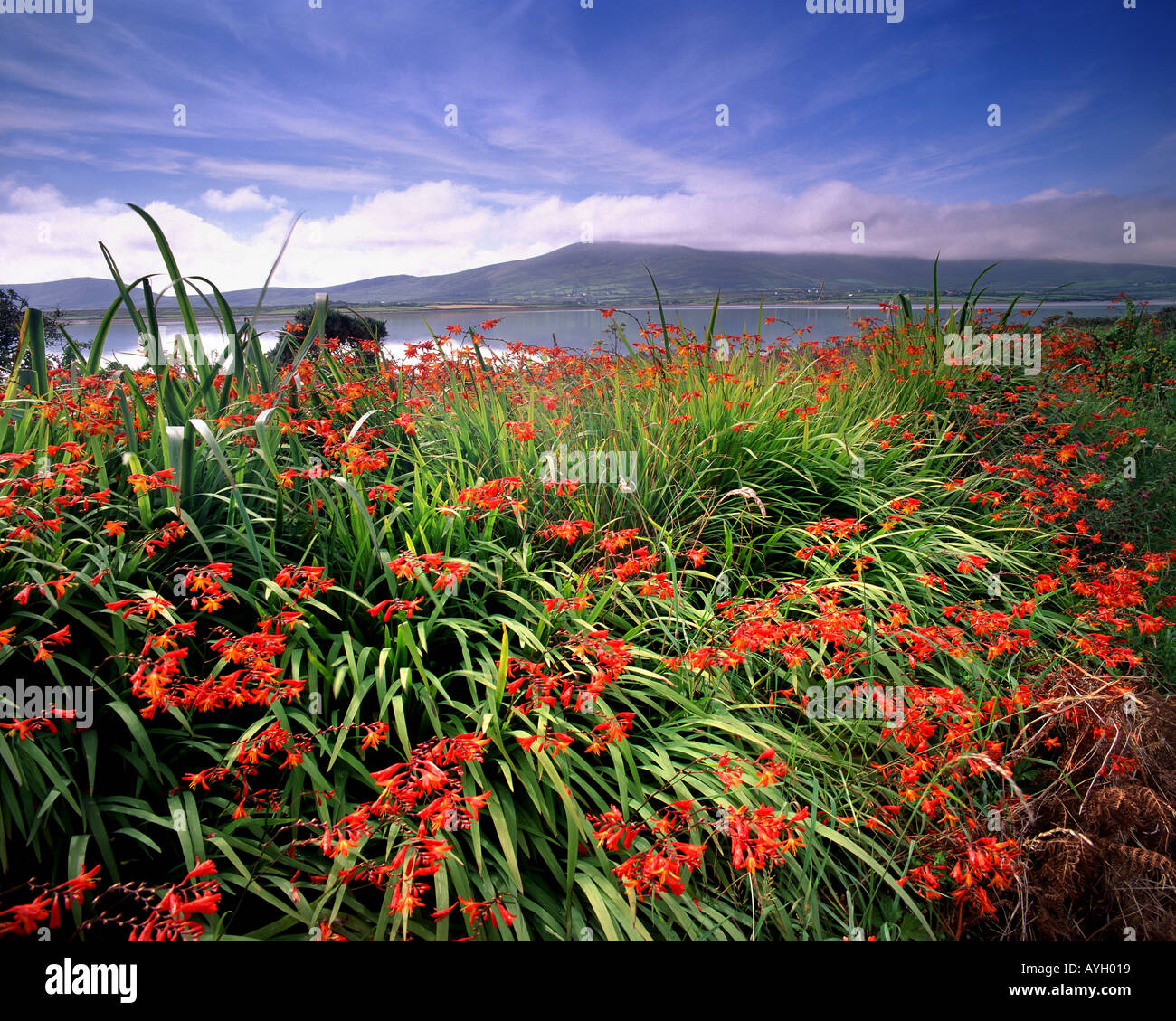 IE - CO. KERRY: Montbretia Blüte auf Valencia Island Stockfoto