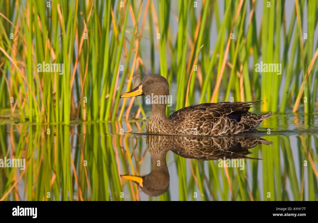 Yellow-Billed Ente Schwimmen im Wasser, Marievale Bird Sanctuary, Südafrika Stockfoto