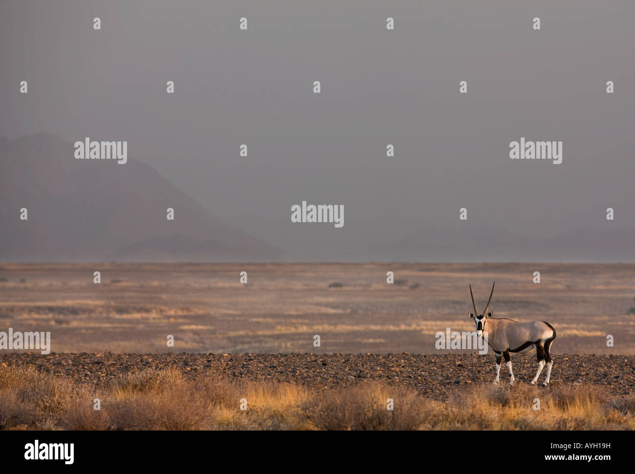 Antlered Gemsbok, Namib-Wüste, Namibia, Afrika Stockfoto