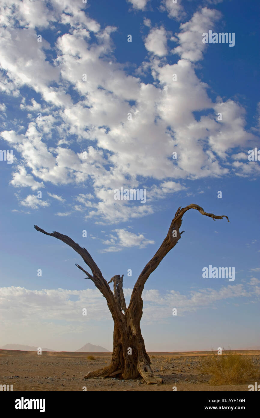 Toten Baum, Namib-Wüste, Namibia, Afrika Stockfoto