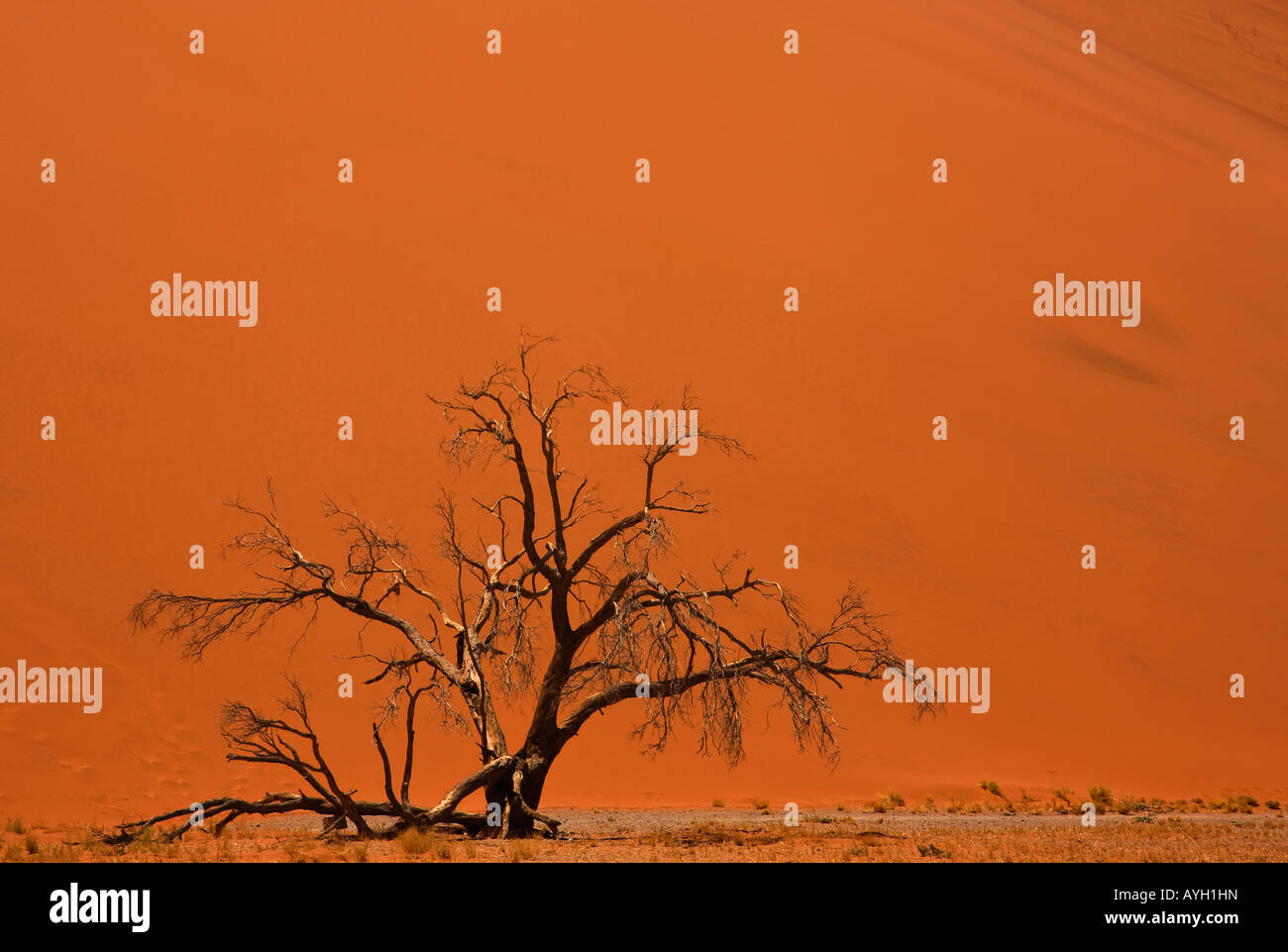 Baum vor Sanddüne, Namib-Wüste, Namibia, Afrika Stockfoto