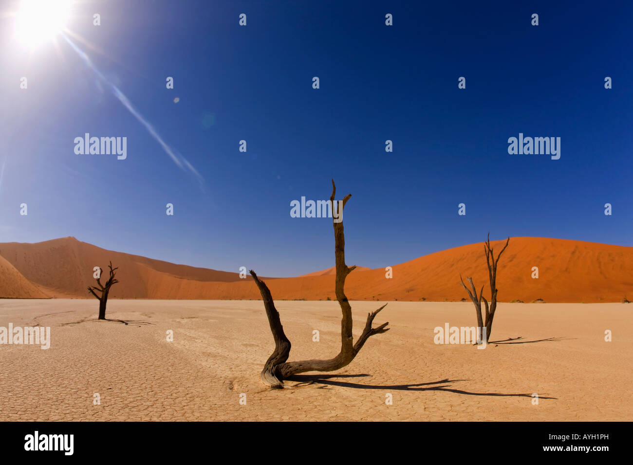 Tote Bäume, Namib-Wüste, Namibia, Afrika Stockfoto