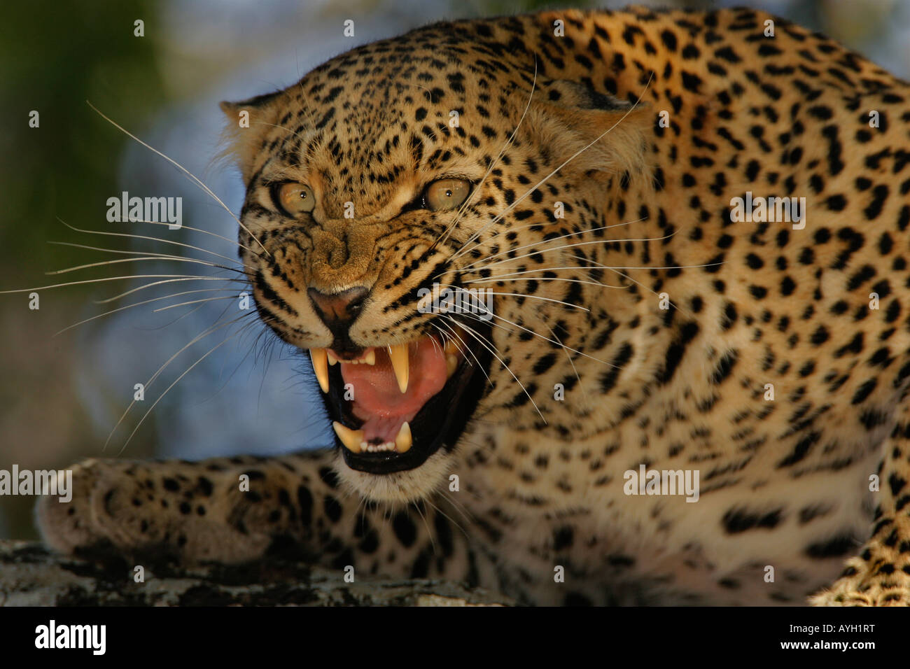 Leoparden Knurren, Greater Kruger National Park, Südafrika Stockfoto