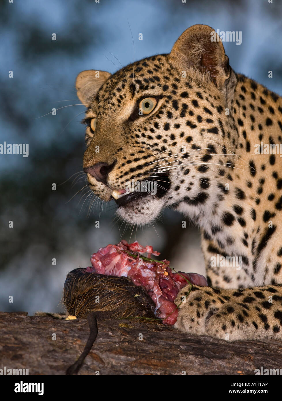 Leopard, Essen, Greater Kruger National Park, Südafrika Stockfoto