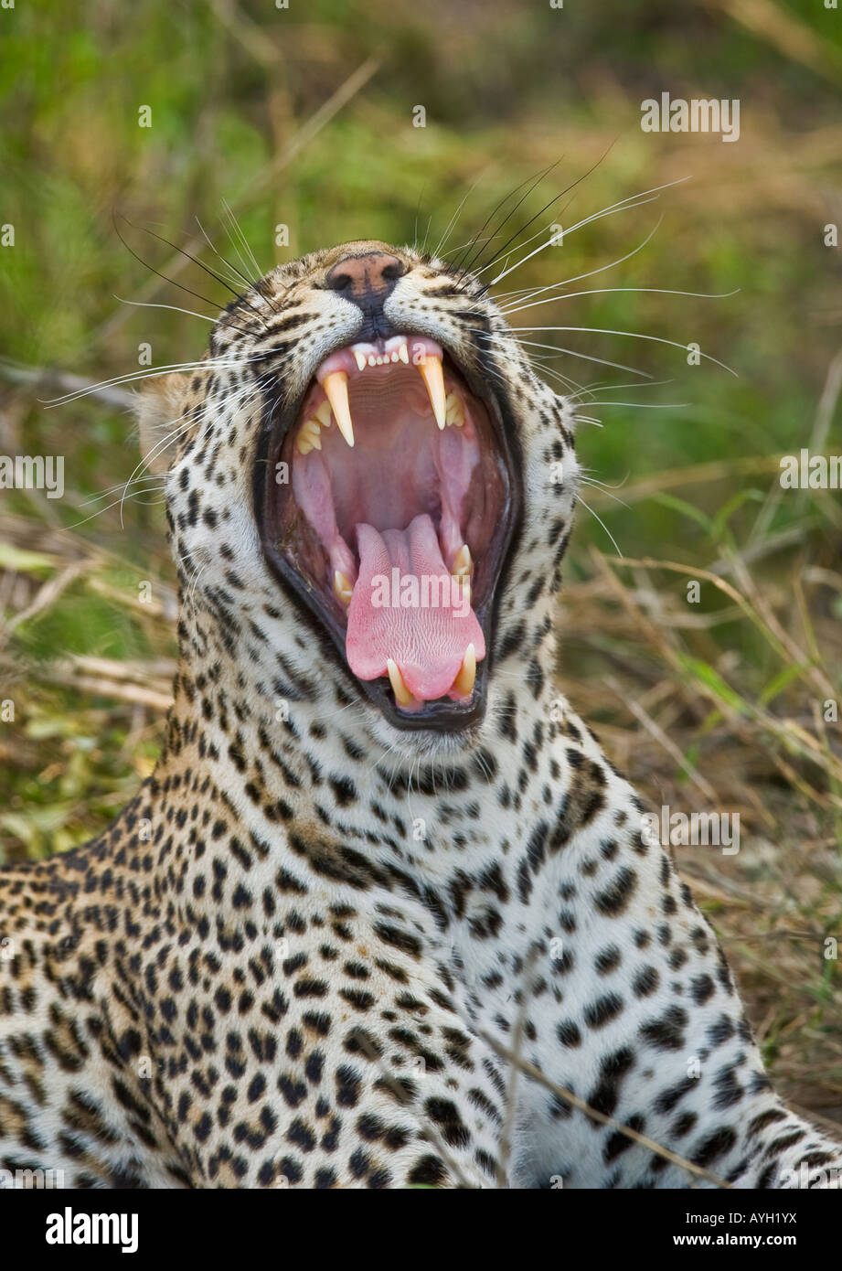 Leopard Gähnen, Greater Kruger National Park, Südafrika Stockfoto