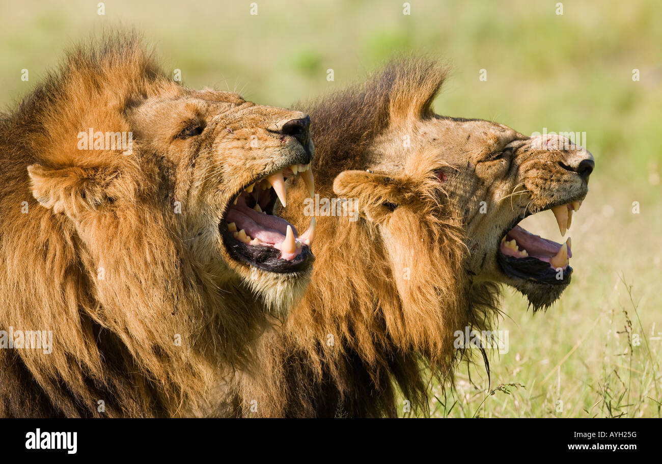 Männliche Löwen brüllen, Greater Kruger National Park, Südafrika Stockfoto