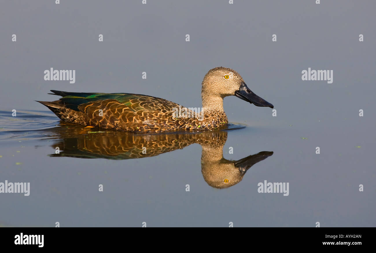 Kap-Löffelente schwimmen in Wasser, Marievale Bird Sanctuary, Südafrika Stockfoto