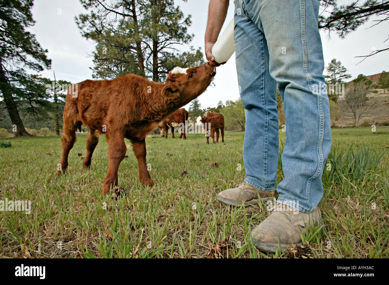 mit der Flasche füttern Milch, ein Kalb auf einer ranch Stockfoto