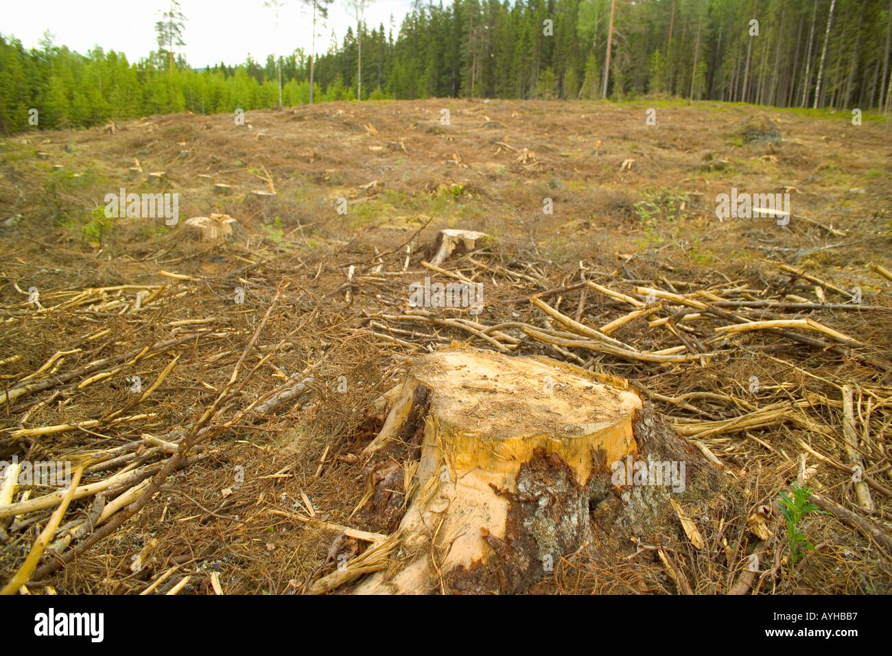 Protokollierte Wald in der Nähe von Torsby in Värmland Grafschaft Schweden Stockfoto