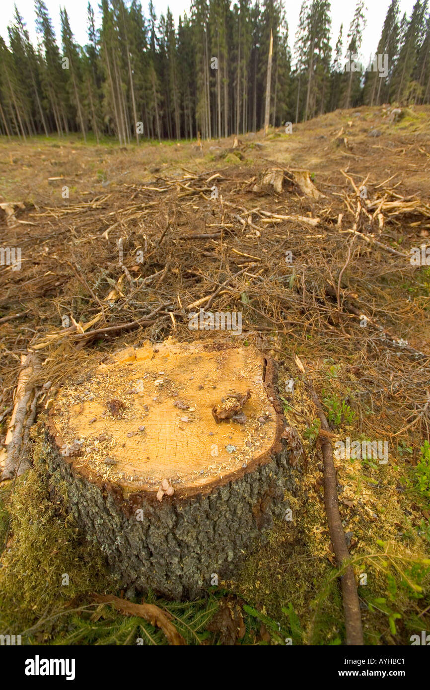 Protokollierte Wald in der Nähe von Torsby in Värmland Grafschaft Schweden Stockfoto